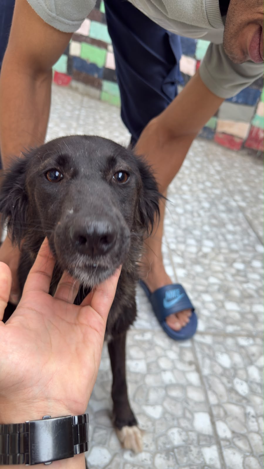Flaca, a dark-coated dog with a white flash on one paw, being gently held under the chin