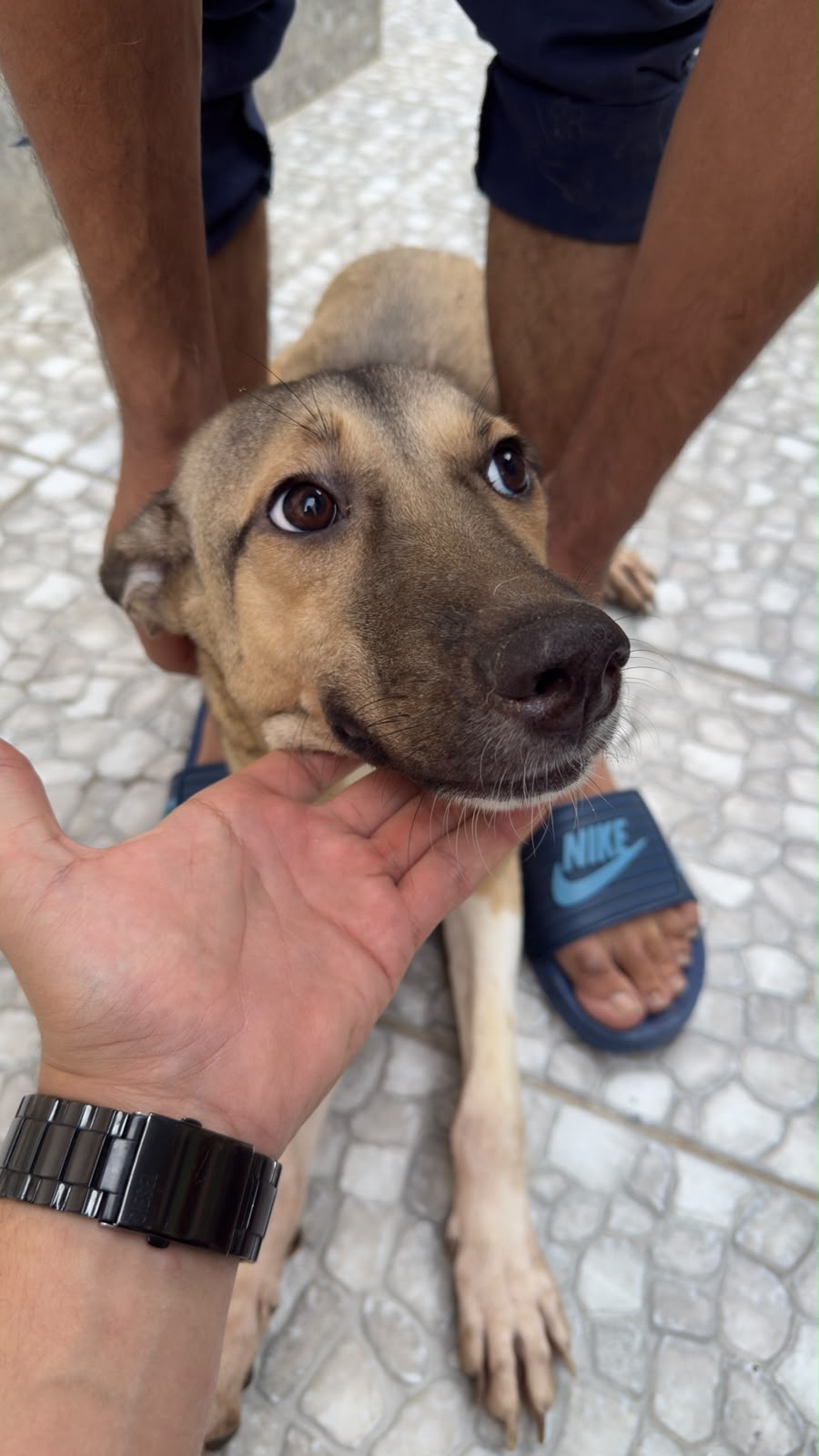 Anana, a tan dog with a dark muzzle, looking up at the camera while being stroked